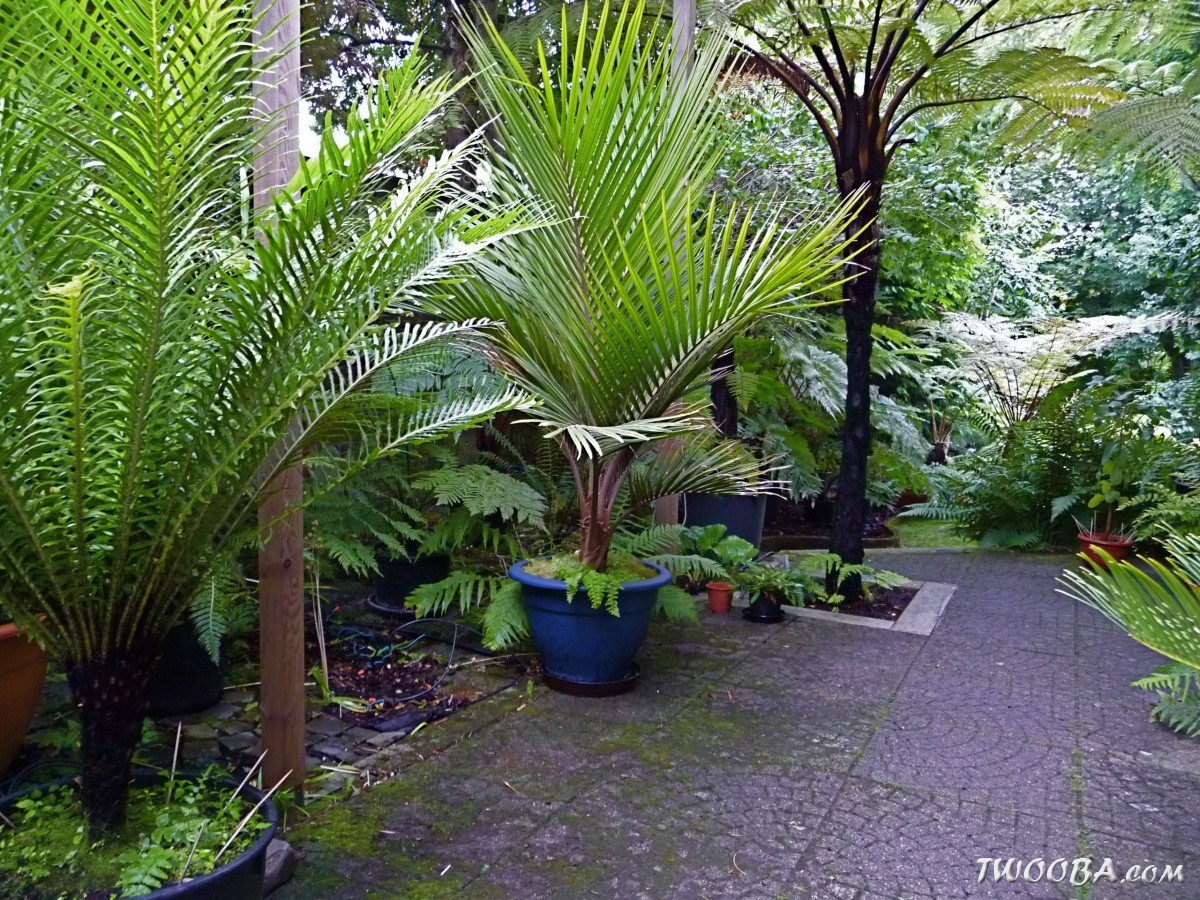Tropische planten forum